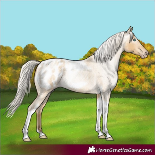 Horse Color:Gray Silver Amber Cream Champagne Roan Dun Splash Tobiano Frame Appaloosa Rabicano