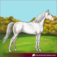 Horse Color:Gray Silver Amber Cream Champagne Roan Dun Splash Tobiano Frame Appaloosa Rabicano