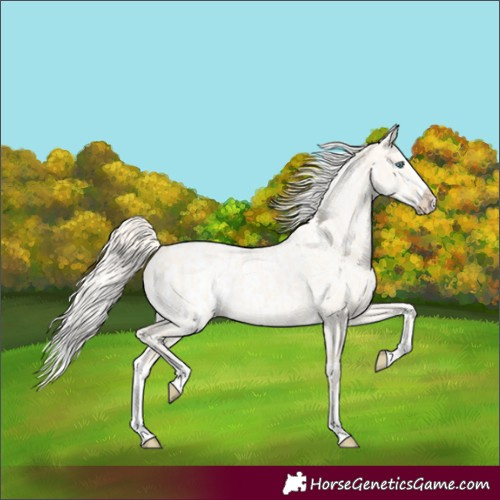 Horse Color:Cremello Dun Splash  and Cremello Dun Splash Appaloosa 