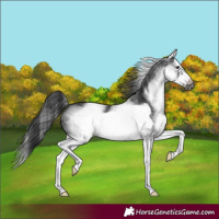 Horse Color:White Spotted Black Splash Frame