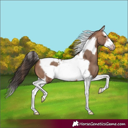 Horse Color:Sable Champagne Splash Tobiano Frame