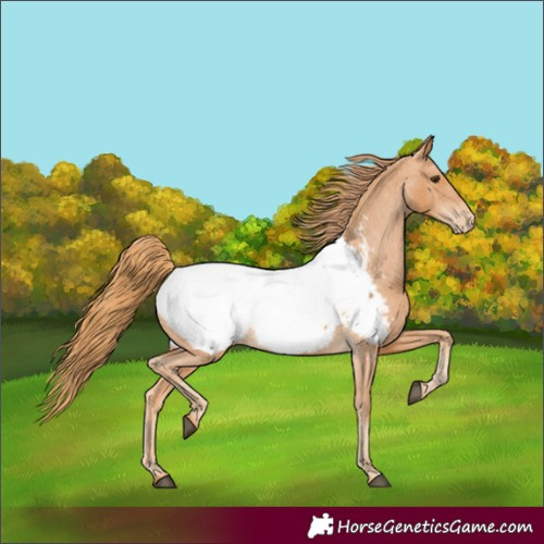 Horse Color:Chestnut Appaloosa