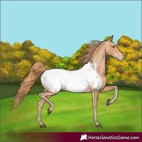 Horse Color:Chestnut Appaloosa 