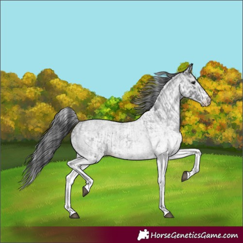 Horse Color:White Spotted Blue Roan Rabicano  and White Spotted Blue Roan Rabicano 