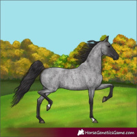 Horse Color:Smoky Blue Roan 
