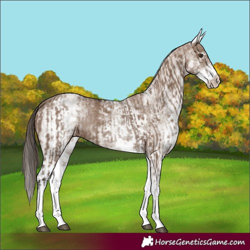 Horse Color:White Spotted Liver Red Dun Rabicano  and White Spotted Liver Red Dun Rabicano 