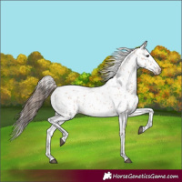 Horse Color:Bay Roan Appaloosa 