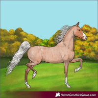 Horse Color:Silver Bay Roan Appaloosa