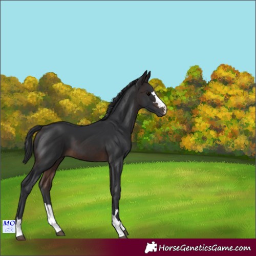 Horse Color:Brown 