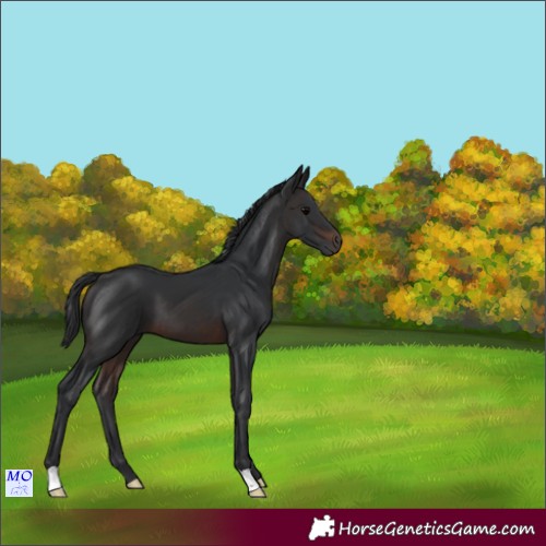 Horse Color:Brown 