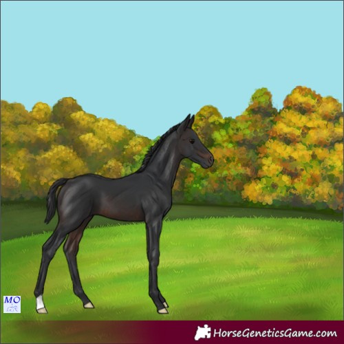 Horse Color:Brown 