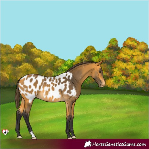 Horse Color:Buckskin Appaloosa