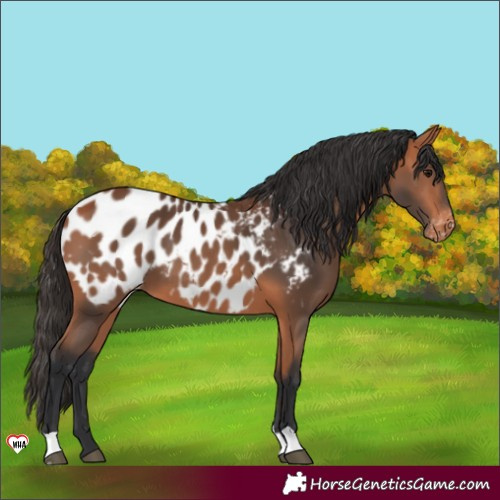 Horse Color:Bay Appaloosa