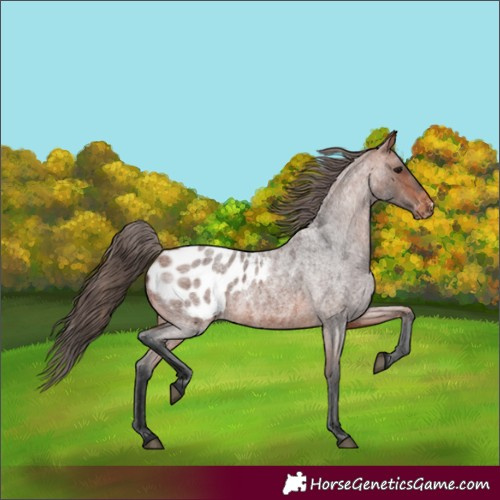 Horse Color:Bay Roan Appaloosa 