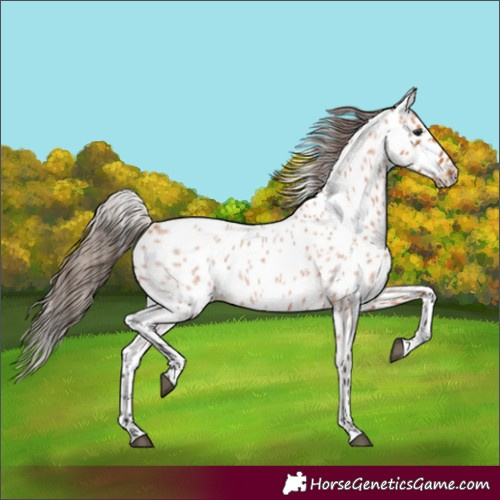 Horse Color:Bay Roan Appaloosa 