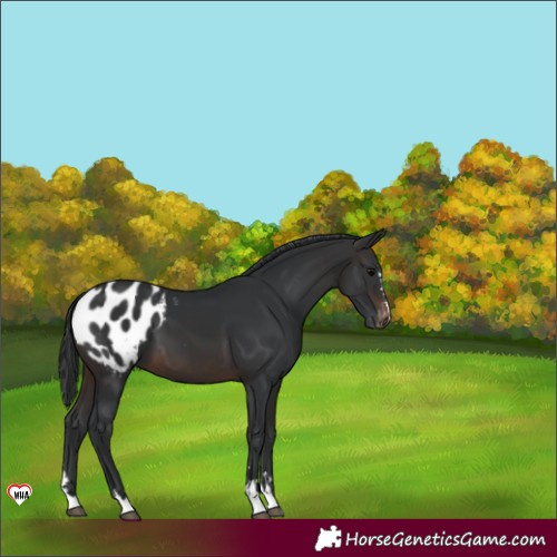 Horse Color:Brown Appaloosa