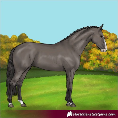 Horse Color:Smoky Grullo Splash