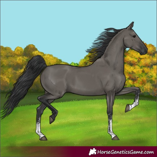 Horse Color:Grullo Sabino Rabicano