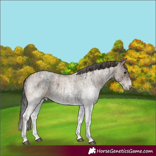 Horse Color:White Spotted Blue Roan Rabicano and White Spotted Classic Champagne Roan Rabicano