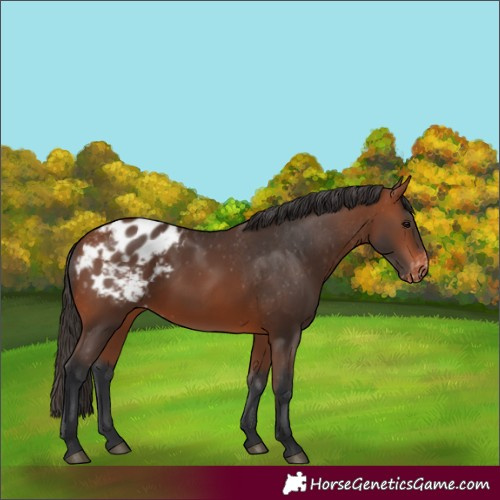 Horse Color:Bay Appaloosa 