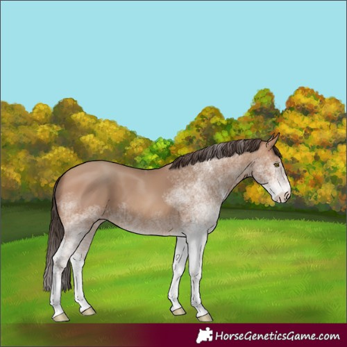 Horse Color:White Spotted Sable Champagne Rabicano 