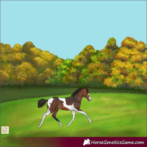 Horse Color:Bay Tobiano Appaloosa 