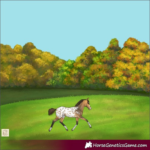 Horse Color:Buckskin Blanket 