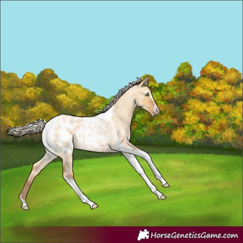 Horse Color:Gray Silver Amber Cream Champagne Roan Dun Splash Tobiano Frame Appaloosa Rabicano 