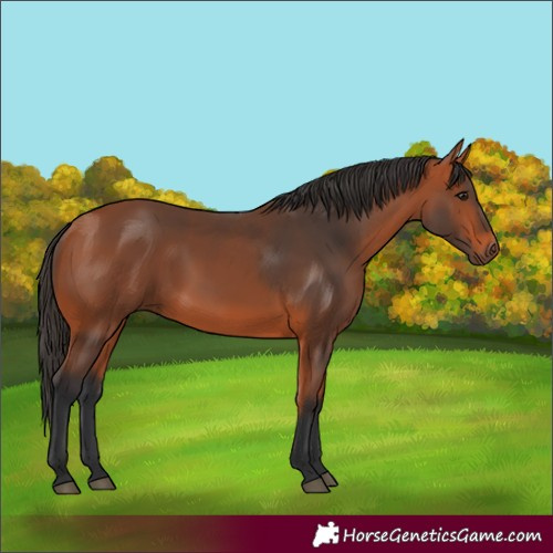 Horse Color:Bay 