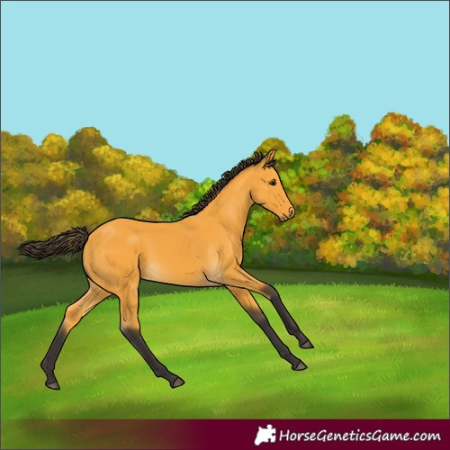 Horse Color:Buckskin 