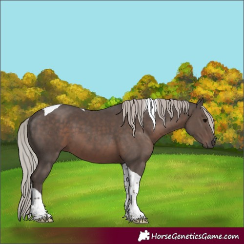 Horse Color:Silver Black Tobiano 
