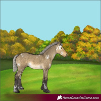 Horse Color:White Spotted Silver Buckskin Dun