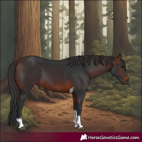 Horse Color:Brown Tobiano 