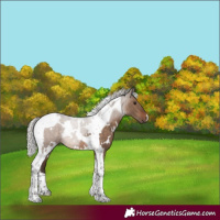Horse Color:White Spotted Silver Brown Dun Tobiano Rabicano