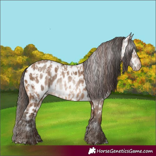Horse Color:Amber Champagne Appaloosa and Gray Amber Champagne Appaloosa