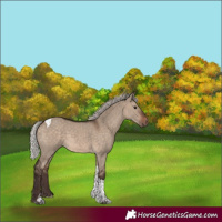 Horse Color:White Spotted Silver Brown Dun Tobiano