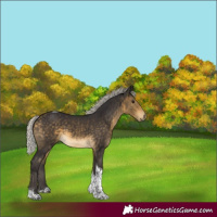 Horse Color:Silver Buckskin Tobiano