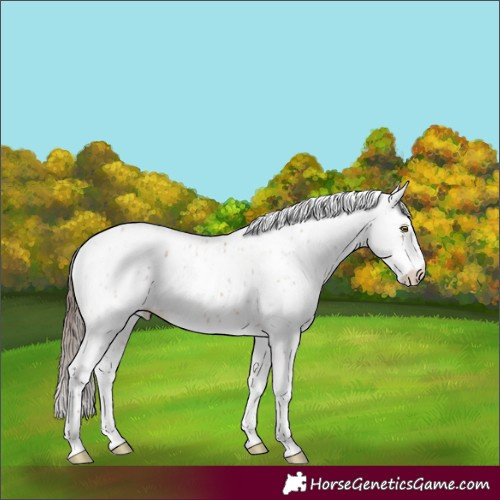 Horse Color:Amber Champagne Appaloosa and Amber Champagne Appaloosa