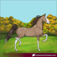Horse Color:Classic Champagne Splash 
