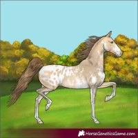 Horse Color:Amber Cream Champagne Sabino Blanket 
