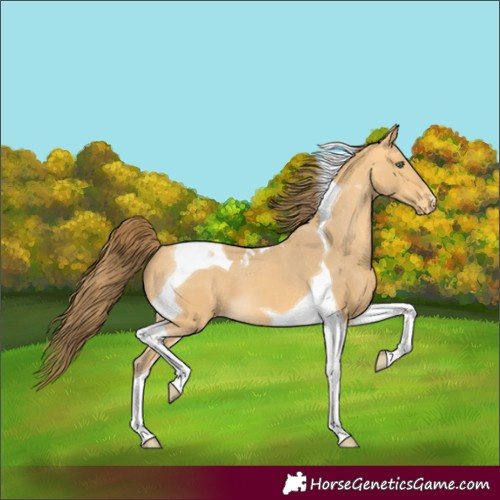 Horse Color:Amber Cream Champagne Tobiano Varnish 