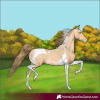 Horse Color:Amber Cream Champagne Tobiano Appaloosa 