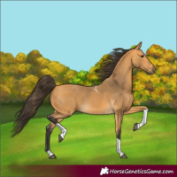Horse Color:Buckskin Tobiano 