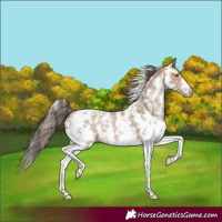 Horse Color:Amber Champagne Sabino Varnish 