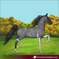 Horse Color:Blue Roan Tobiano