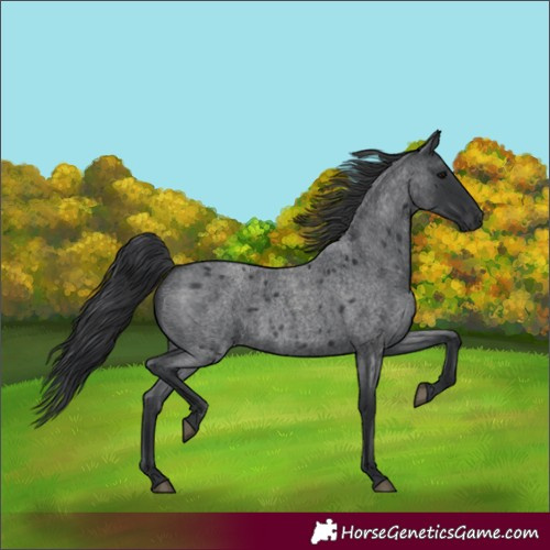 Horse Color:Blue Roan 
