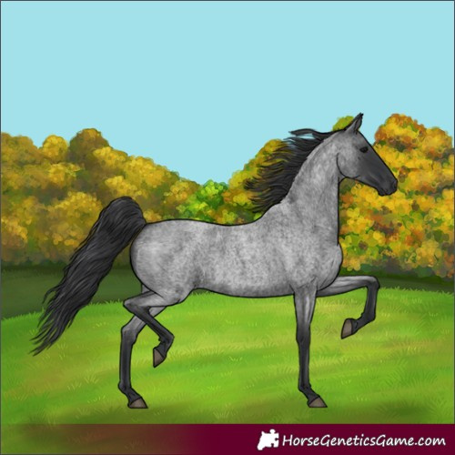 Horse Color:Blue Roan 