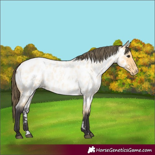 Horse Color:Buckskin Roan Appaloosa