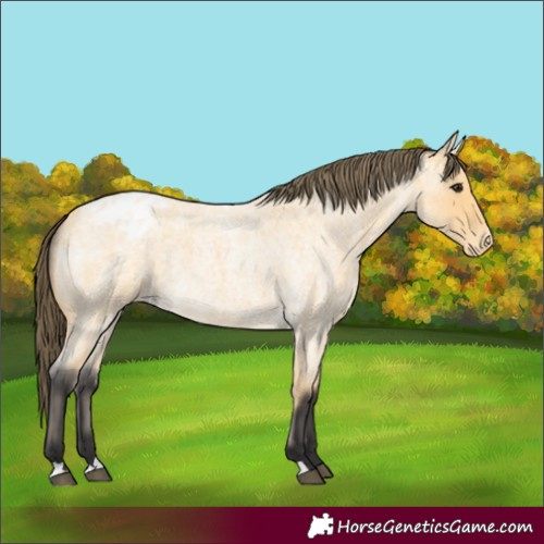 Horse Color:Buckskin Roan Appaloosa