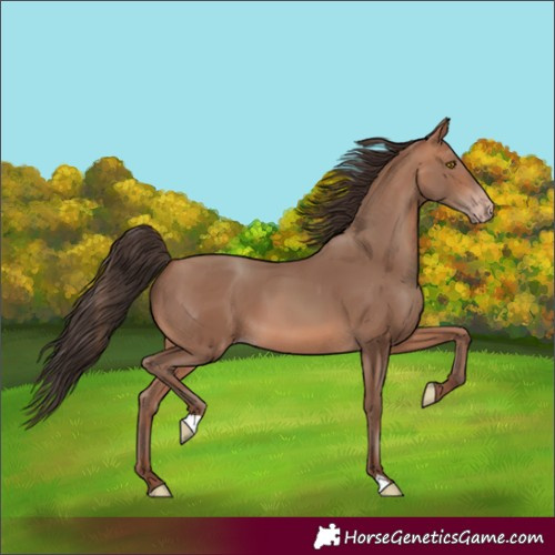 Horse Color:Sable Champagne 